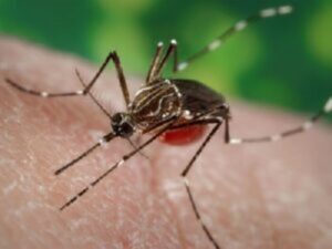 Algumas doenças tropicais acabam causando bastante perturbação em certas épocas do ano.