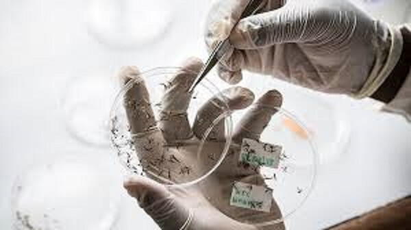 Grande parte das doenças tropicais não possuem vacina ou qualquer tipo de coisa que possa mantê-las afastadas da população.