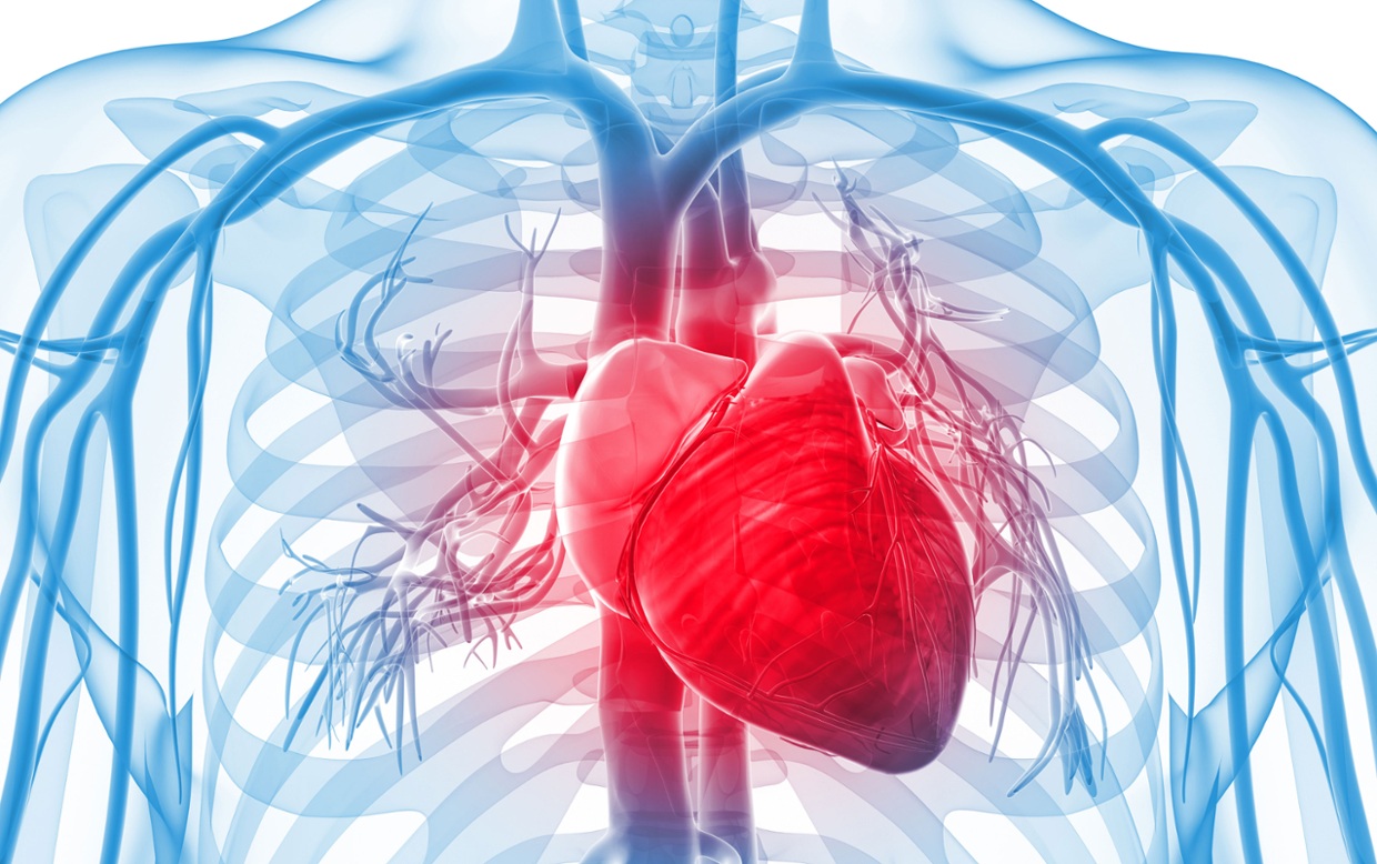 Doenças cardiovasculares: como manter o coração saudável